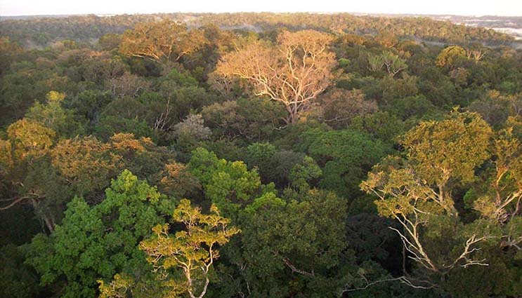 Vegetação nativa dá lugar ao agronegócio