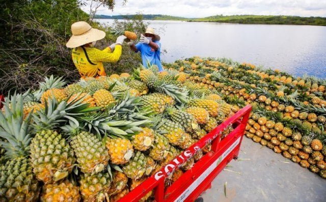 Governo do AM compra alimentos da agricultura familiar
