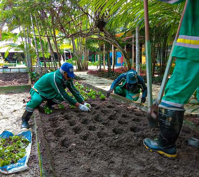 Plantas medicinais têm viveiro