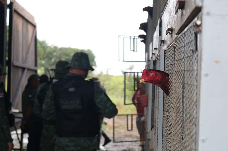 Operação flagra 54 hectares desmatados em Apuí