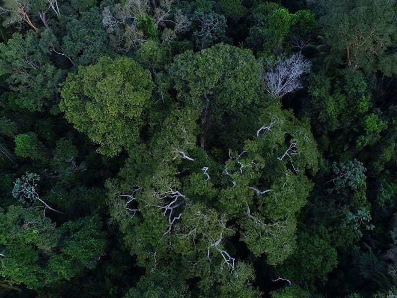 floresta amazônica fungos pesquisa fapeam amazônia