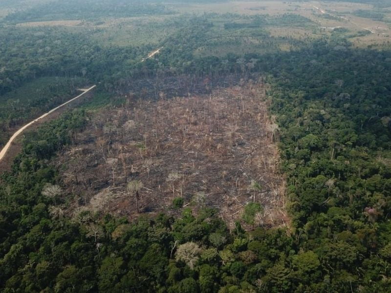 Ferramenta de IA pode prever que áreas têm maior risco de desmatamento na Amazônia