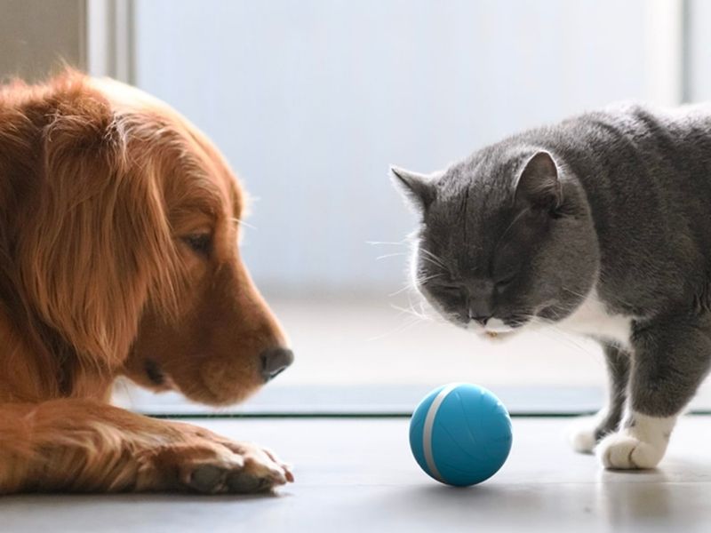 A Lei aprovada em novembro vai reunir informações sobre os proprietários e os pets, para facilitar o controle de zoonoses e o combate a abandono e maus-tratos de animais (Foto: Reprodução)