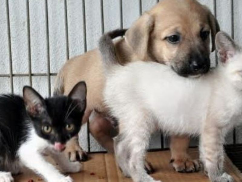 Adoção de cães e gatos