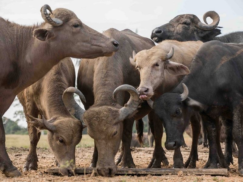 Gado bovino em fazenda do Amazonas,