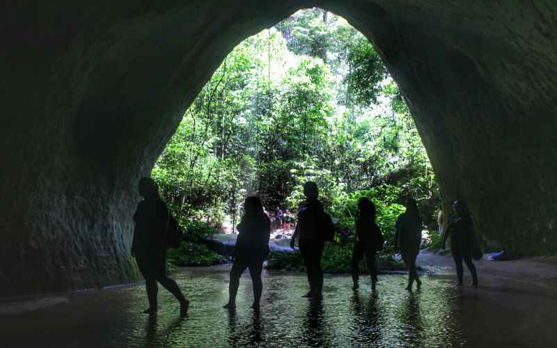 Amazonastur