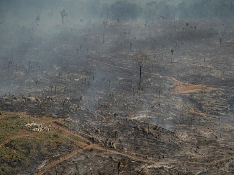 Área desmatada e queimada em 2021 já recebe gado em Porto Velho, Rondônia (Foto: Christian Braga/Greenpeace)