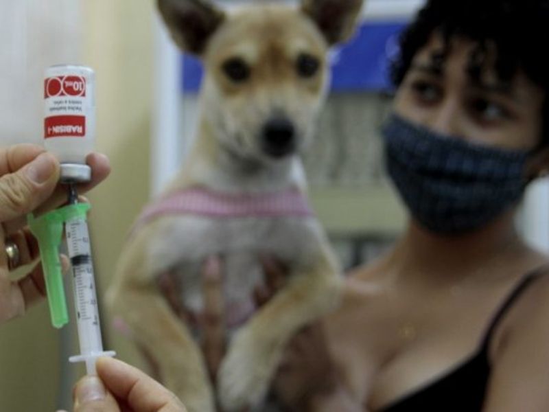 Vacinação antirrábica (Foto Altemar Alcântara Arquivo Semcom)