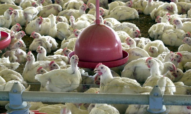 Produção de aves no Brasil
