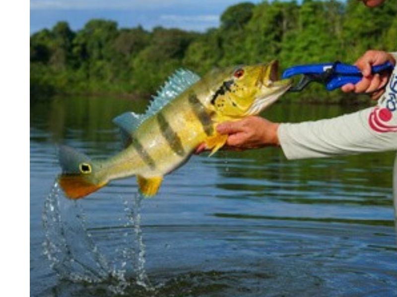 pesca esportiva