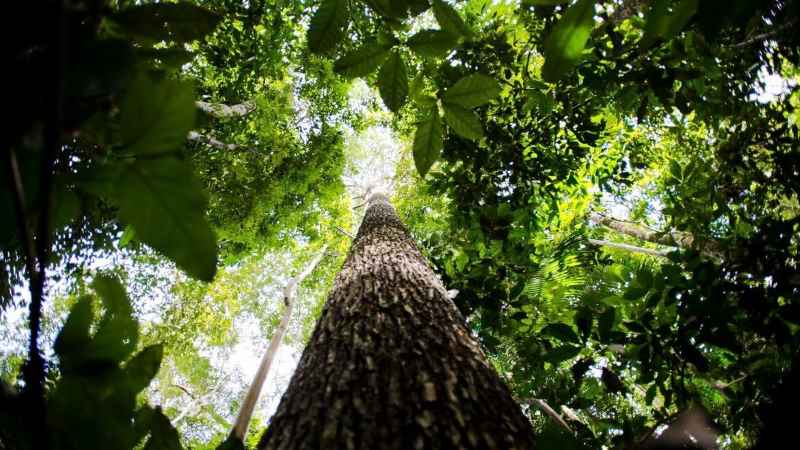 Estudo científico estima pela primeira vez os custos mínimos para a conservação da Amazônia Brasileira (Foto: Marcelo Casal/ABr)
