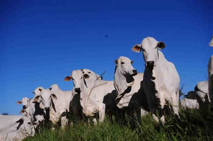 A Fazenda Arizona, em Boca do Acre, teve as atividades suspensas nas áreas desmatadas (Foto: Reprodução)