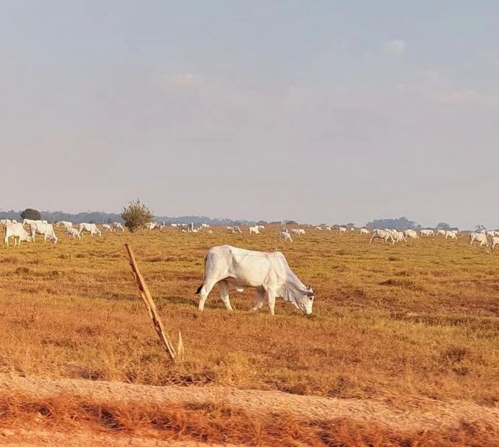 Gado brasileiro pastando em área degradada