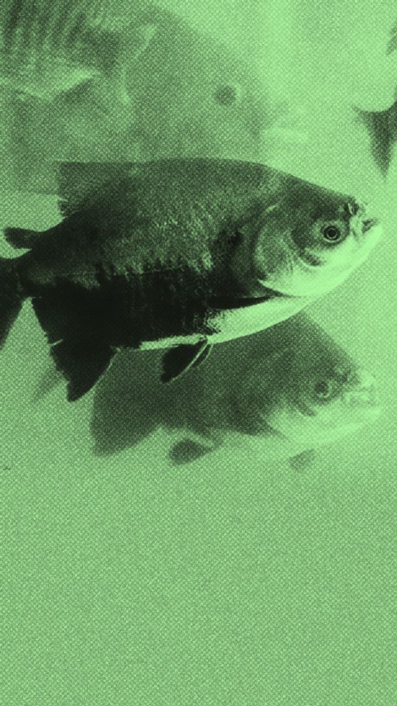 PEIXESSS