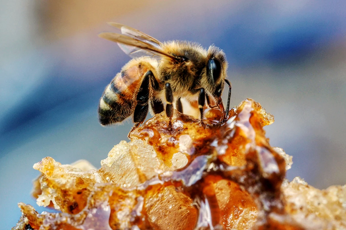 Bzzzzz-Nao-o-mel-nao-e-feito-do-vomito-das-abelhas