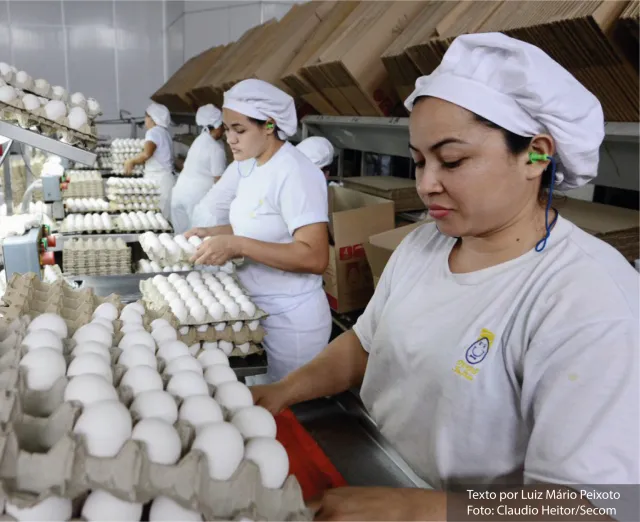 Produção de ovos