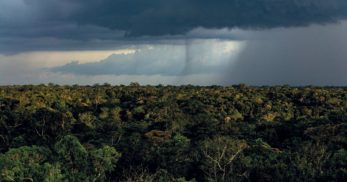 Chuva atinge área da floresta amazônica
