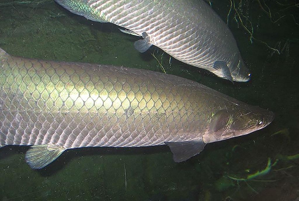 Pirarucu, um peixe amazônico