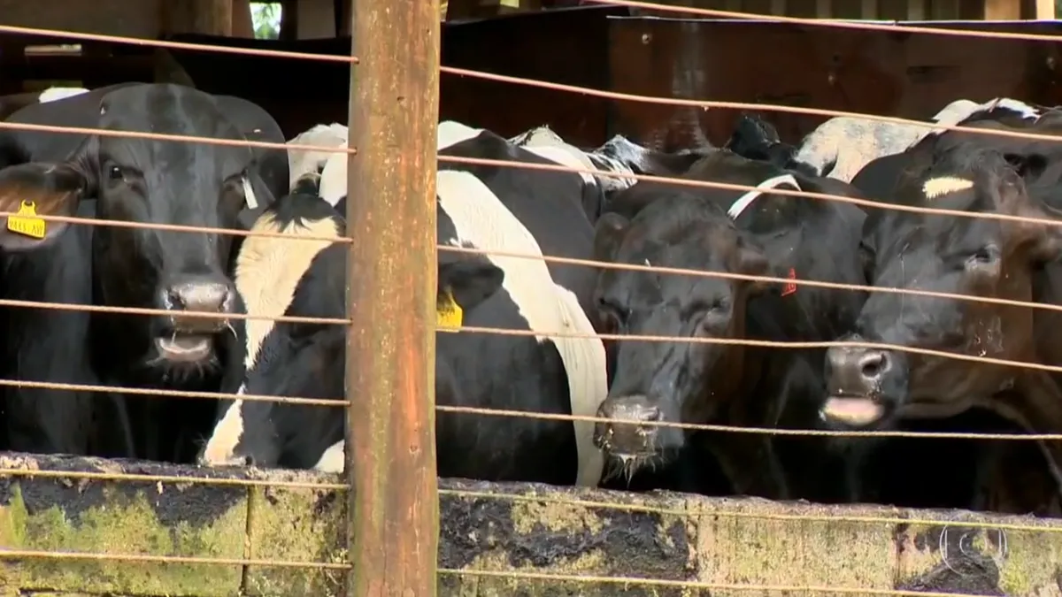 Vacas em curral