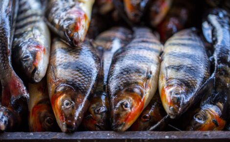Peixe cubiu, típico da bacia amazônica