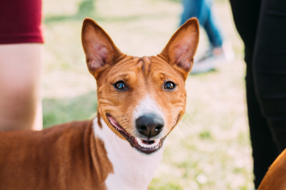 Animais de estimação em parques públicos