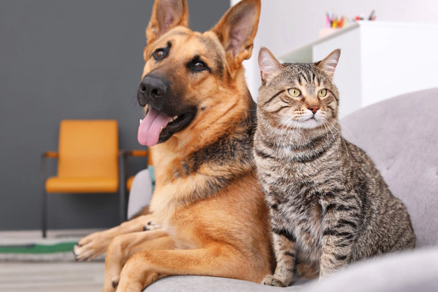Cães e gatos juntos