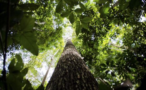 Árvores da floresta amazônica