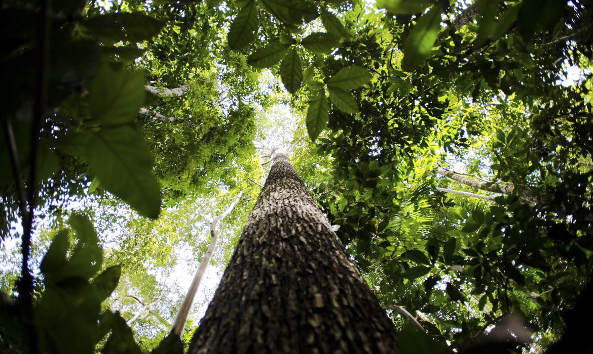 Árvores da floresta amazônica