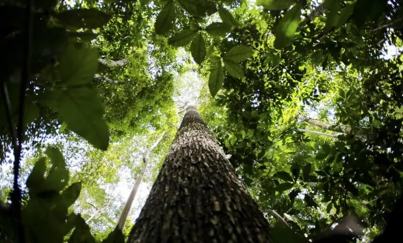 Floresta Amazônica