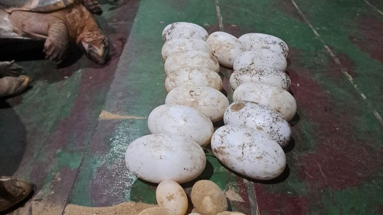 Ovos de jacarés apreendidos pelo Ibama na região do rio Purus
