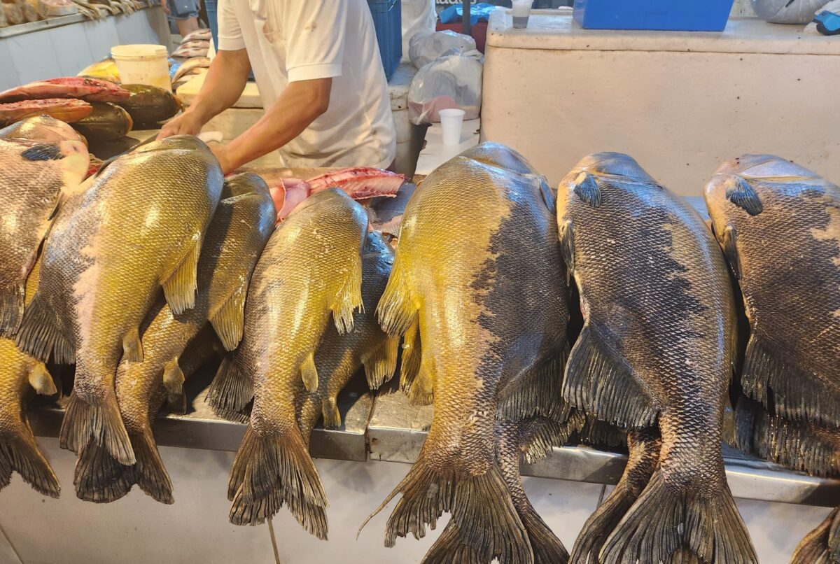 Venda de Peixes, Manaus Moderna.