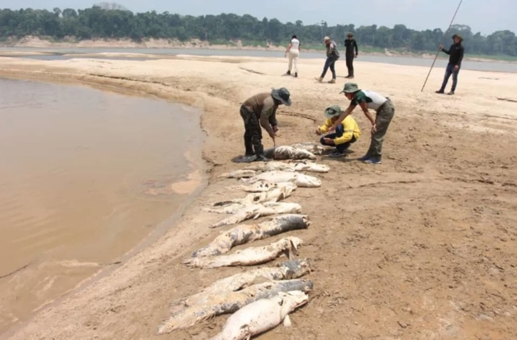 Pirarucus mortos na reserva de desenvolvimento sustentável do Abufari, em Tapauá, no Amazonas
