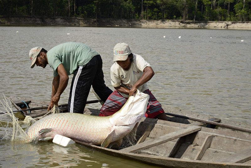 Pescadores puxam pirarucu capturado em lago do Amazonas