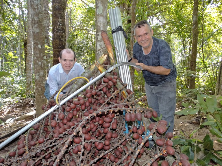 Engenheiro Afonso Rabelo desenvolveu a PalmHast para coleta de frutos de palmeiras amazônicas