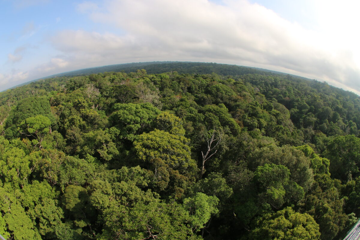 Foto floresta Amazônica
