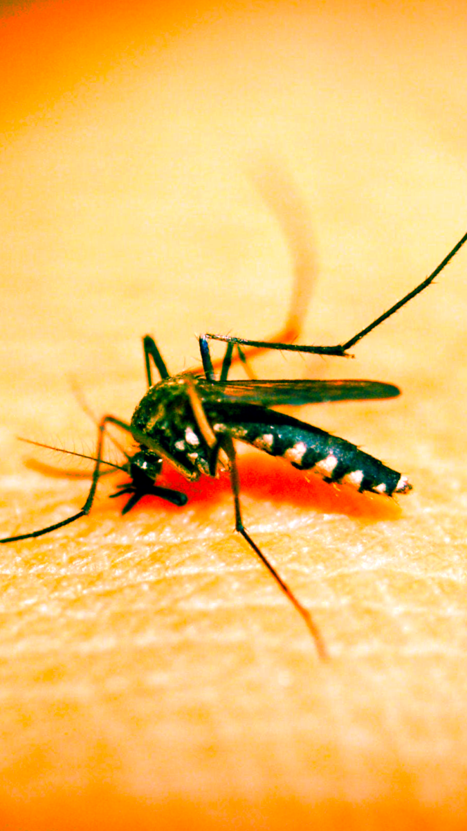 CAPA DENGUE
