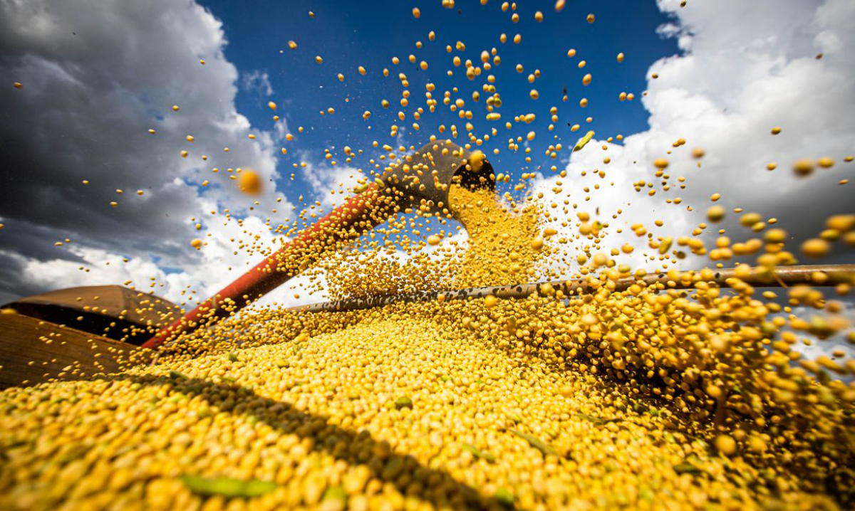 Soja produzida em Roraima