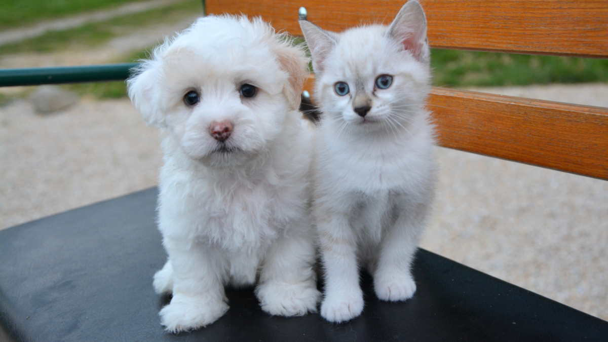 A implementação da proposta permitirá que as pessoas físicas destinem parte do imposto devido para as entidades protetoras dos animais - Foto: Reprodução/Canva