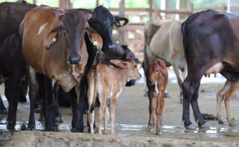 Dívidas: Bovinocultura é a atividade pecuária destinada à criação de gado, sendo dividida em leite e corte (produção de carnes) - Foto: Divulgação/Adaf
