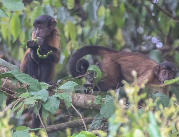 Família de macaco-prego que vive nas margens da rodovia BR-319 é fotografada por equipe do DNIT