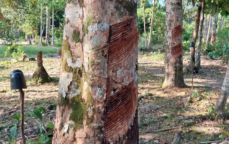 Seringueira nativa da Resex Rio Unini