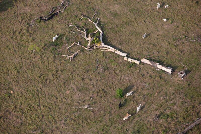 Fazenda Nossa Senhora das Cachoeiras do Ituxi, em Lábrea - AM