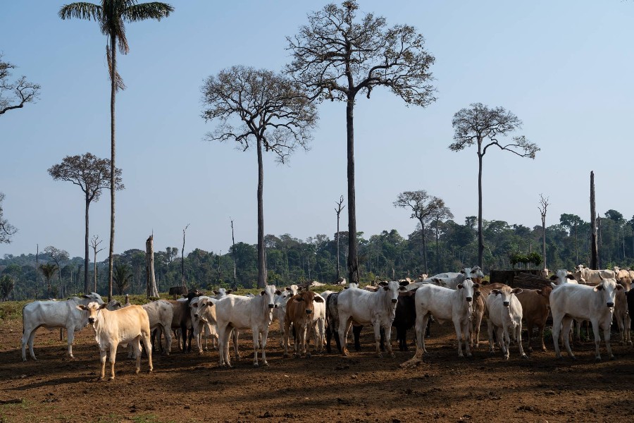 Fazenda, gado, Amazonas, desmatamento