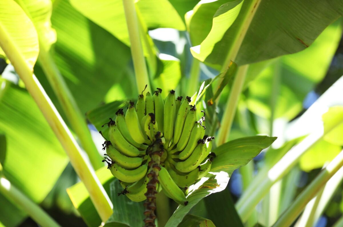 A plantação de banana é uma das principais atividades agrícolas no Amazonas (Foto: ecretaria de Estado de Comunicação/ Aline Ellen Duarte de Sousa-Arquivo Pessoal)