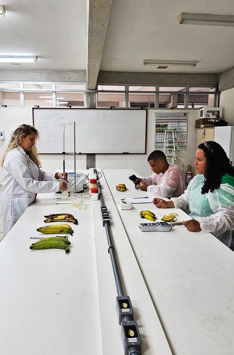 A plantação de banana é uma das principais atividades agrícolas no Amazonas (Foto: ecretaria de Estado de Comunicação/ Aline Ellen Duarte de Sousa-Arquivo Pessoal)
