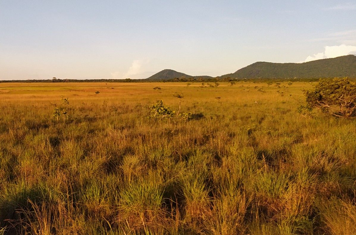 Imagem da vegetação baixa característica do lavrado de Roraima