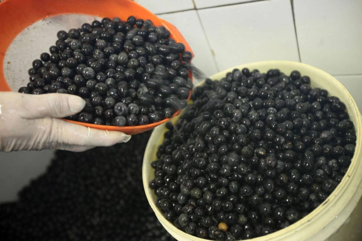 O carvão feito do caroço do açaí é um projeto que visa garantir o acesso à água potável em regiões remotas (Foto: Rodolfo Oliveira/ Agência Pará)