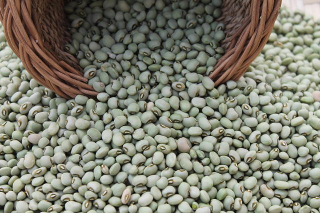 Cooperação garante segurança alimentar durante a estiagem no AM- Um dos destaques é o cultivo do feijão-caupi, que possui altos teores de ferro e zinco (Foto: Maria Eugênia Ribeiro/Embrapa)
