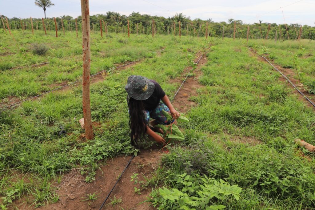 Sistema de irrigação em Iranduba (Foto: Isaac Maia/Sepror)