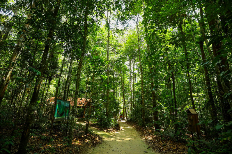 O Bolsa Verde tem caráter socioeconômico e ambiental, com transferência de renda para estimular qualidade de vida, proteção dos recursos naturais e desenvolvimento sustentável (Foto: Arthur Castro / Secom)